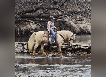 American Saddlebred, Hongre, 13 Ans, 132 cm, Palomino