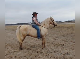 American Saddlebred, Hongre, 13 Ans, 132 cm, Palomino