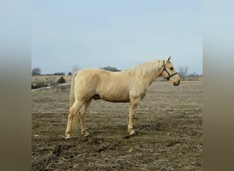 American Saddlebred, Hongre, 13 Ans, 132 cm, Palomino