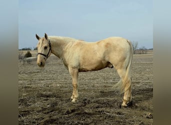 American Saddlebred, Hongre, 13 Ans, 132 cm, Palomino