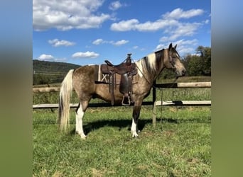 American Saddlebred, Hongre, 13 Ans, 147 cm, Buckskin