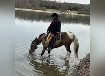 American Saddlebred, Hongre, 13 Ans, 147 cm, Buckskin