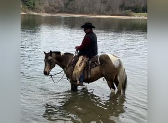 American Saddlebred, Hongre, 13 Ans, 147 cm, Buckskin