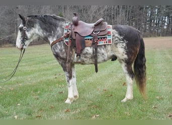 American Saddlebred, Hongre, 13 Ans, 150 cm, Rouan Bleu