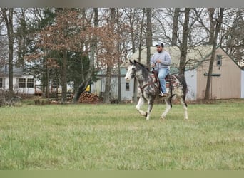 American Saddlebred, Hongre, 13 Ans, 150 cm, Rouan Bleu