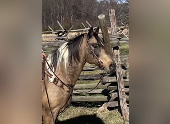 American Saddlebred, Hongre, 14 Ans, 142 cm, Buckskin