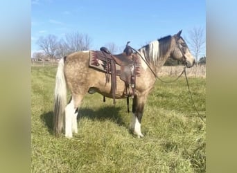 American Saddlebred, Hongre, 14 Ans, 142 cm, Buckskin