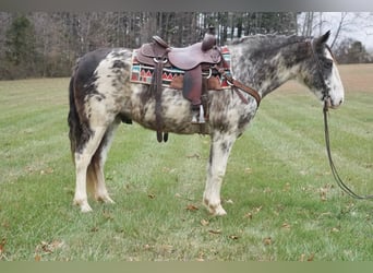 American Saddlebred, Hongre, 14 Ans, 142 cm, Rouan Bleu