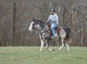 American Saddlebred, Hongre, 14 Ans, 142 cm, Rouan Bleu