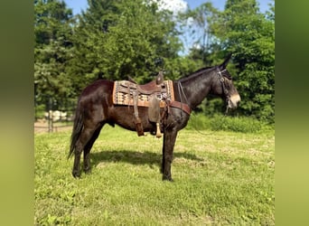 American Saddlebred, Hongre, 14 Ans, 155 cm, Noir