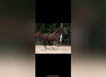 American Saddlebred, Hongre, 5 Ans, 160 cm, Alezan brûlé