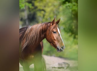 American Saddlebred, Hongre, 6 Ans, 165 cm, Alezan