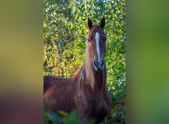 American Saddlebred, Hongre, 6 Ans, 165 cm, Alezan