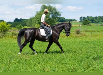 American Saddlebred Croisé, Hongre, 6 Ans, Noir