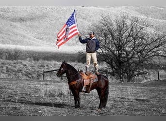 American Saddlebred, Hongre, 9 Ans, 150 cm, Bai cerise