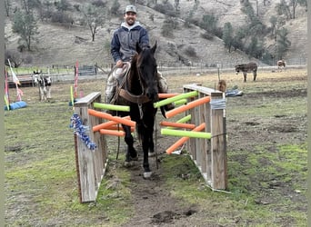 American Saddlebred, Hongre, 9 Ans, 150 cm, Bai cerise