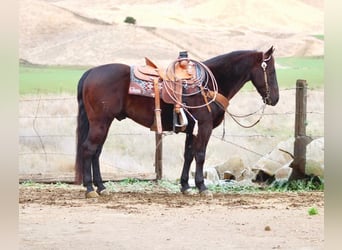 American Saddlebred, Hongre, 9 Ans, 150 cm, Bai cerise