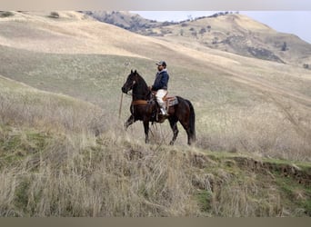 American Saddlebred, Hongre, 9 Ans, 150 cm, Bai cerise