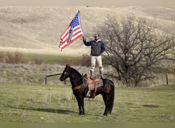 American Saddlebred, Hongre, 9 Ans, 150 cm, Bai cerise