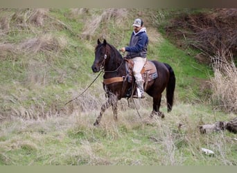 American Saddlebred, Hongre, 9 Ans, 150 cm, Bai cerise