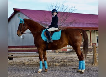 American Saddlebred, Jument, 10 Ans, 160 cm, Alezan cuivré