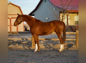 American Saddlebred, Jument, 10 Ans, 160 cm, Alezan cuivré