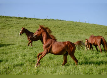 American Saddlebred, Jument, 3 Ans, 160 cm, Alezan