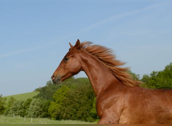 American Saddlebred, Jument, 3 Ans, 160 cm, Alezan