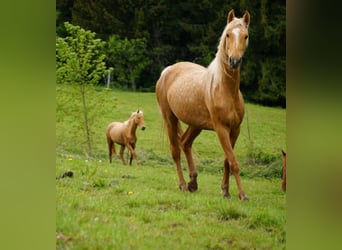 American Saddlebred, Jument, 3 Ans, 160 cm, Palomino