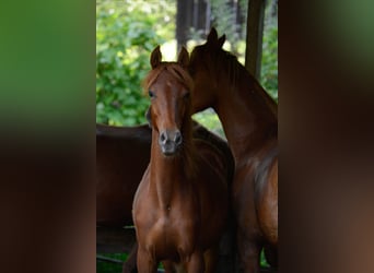 American Saddlebred, Jument, 4 Ans, 160 cm