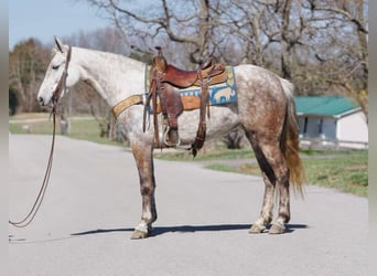 American Saddlebred, Jument, 7 Ans, 152 cm, Gris