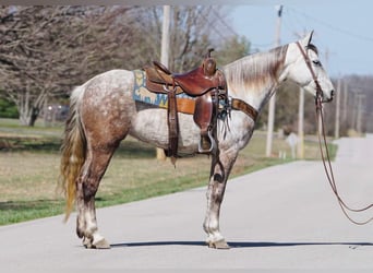 American Saddlebred, Jument, 7 Ans, 152 cm, Gris