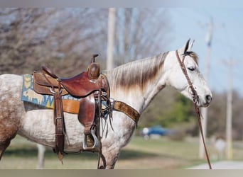 American Saddlebred, Jument, 7 Ans, 152 cm, Gris