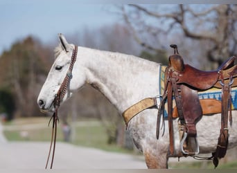 American Saddlebred, Jument, 7 Ans, 152 cm, Gris