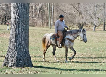 American Saddlebred, Jument, 7 Ans, 152 cm, Gris