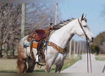 American Saddlebred, Jument, 7 Ans, 152 cm, Gris