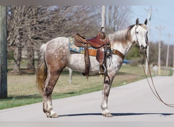 American Saddlebred, Jument, 7 Ans, 152 cm, Gris