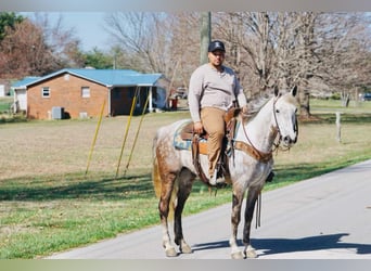 American Saddlebred, Jument, 7 Ans, 152 cm, Gris