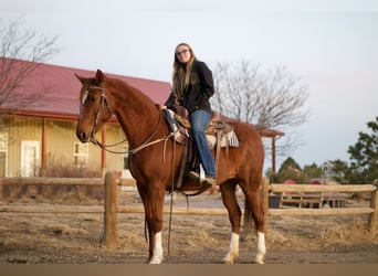 American Saddlebred, Klacz, 10 lat, 160 cm, Cisawa
