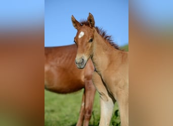 American Saddlebred, Klacz, 1 Rok, 162 cm, Kasztanowata