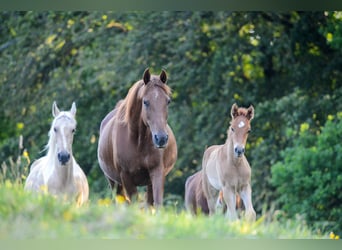 American Saddlebred, Klacz, 1 Rok, 162 cm, Kasztanowata