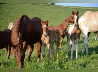 American Saddlebred, Klacz, 1 Rok, 162 cm, Kasztanowata