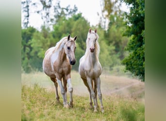 American Saddlebred, Klacz, 1 Rok, 165 cm, Cremello
