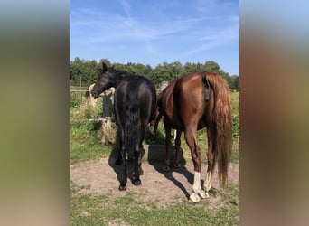 American Saddlebred, Klacz, 20 lat, 149 cm, Kasztanowata