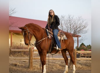 American Saddlebred, Mare, 10 years, 15.3 hh, Sorrel