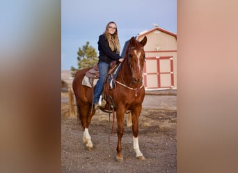 American Saddlebred, Mare, 10 years, 15.3 hh, Sorrel