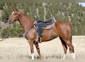 American Saddlebred, Mare, 10 years, 15.3 hh, Sorrel