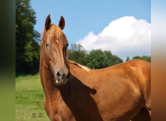 American Saddlebred, Mare, 16 years, 15,1 hh, Chestnut-Red