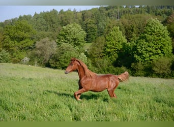 American Saddlebred, Mare, 1 year, 15.3 hh, Chestnut-Red
