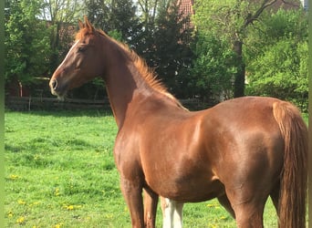 American Saddlebred, Mare, 20 years, 14.2 hh, Chestnut-Red